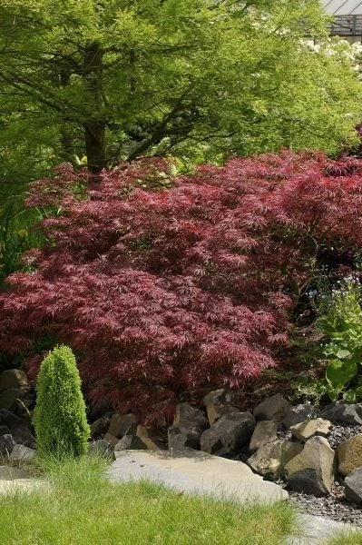 Japanse Esdoorn (Acer Palmatum 'Garnet') 1 Japanse Esdoorn (Acer Palmatum 'Garnet')
