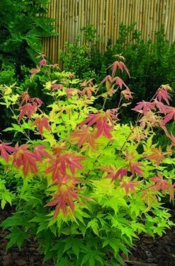 Japanse Esdoorn (Acer Palmatum 'Orange Dream') -Green Roots Exporteren Winkel acer palm. orange dream