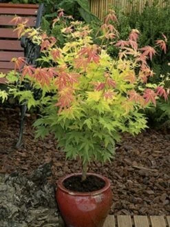Japanse Esdoorn (Acer Palmatum 'Orange Dream') -Green Roots Exporteren Winkel acer palm. orange dream 2