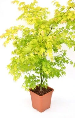 Japanse Esdoorn (Acer Palmatum 'Orange Dream') -Green Roots Exporteren Winkel acer palm. orange dream c14 3