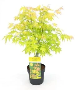 Japanse Esdoorn (Acer Palmatum 'Orange Dream') -Green Roots Exporteren Winkel acer palm. orange dream c3