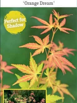 Japanse Esdoorn (Acer Palmatum 'Orange Dream') -Green Roots Exporteren Winkel acer palm. orange dream c3 1