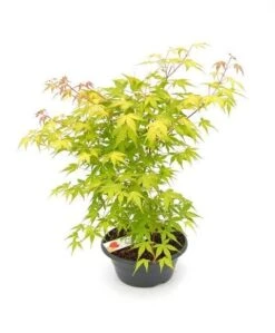 Japanse Esdoorn (Acer Palmatum 'Orange Dream') -Green Roots Exporteren Winkel acer palm. orange dream p23 patio