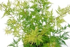 Japanse Esdoorn (Acer Palmatum 'Seiryu') -Green Roots Exporteren Winkel acer palm. seiryu