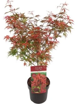 Japanse Esdoorn (Acer Palmatum 'Shaina') -Green Roots Exporteren Winkel acer palm. shaina c3