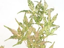 Japanse Esdoorn (Acer Palmatum 'Ukigumo') -Green Roots Exporteren Winkel acer palm. ukigumo 1