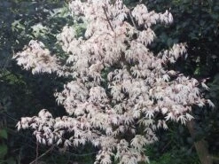 Japanse Esdoorn (Acer Palmatum 'Ukigumo') -Green Roots Exporteren Winkel acer palm. ukigumo 2