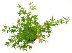 Japanse Esdoorn (Acer Palmatum 'Wilson's Pink Dwarf') -Green Roots Exporteren Winkel acer palm. wilson pink dwarf c3 3 1