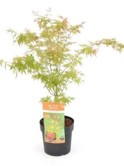 Japanse Esdoorn (Acer Palmatum 'Wilson's Pink Dwarf') -Green Roots Exporteren Winkel acer palm. wilson s pink dwarf c3 1