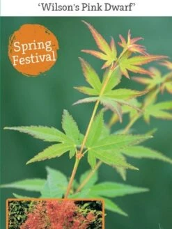 Japanse Esdoorn (Acer Palmatum 'Wilson's Pink Dwarf') -Green Roots Exporteren Winkel acer palm. wilson s pink dwarf c3 1 1