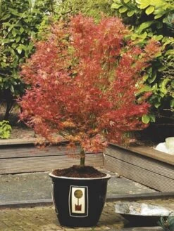 Japanse Esdoorn (Acer Palmatum 'Wilson's Pink Dwarf') -Green Roots Exporteren Winkel acer palm. wilson s pink dwarf c3 2