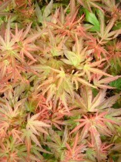 Japanse Esdoorn (Acer Palmatum 'Wilson's Pink Dwarf') -Green Roots Exporteren Winkel acer palm. wilson s pink dwarf c3 3 1