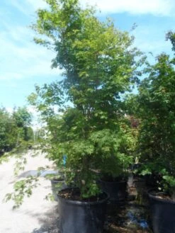 Japanse Esdoorn (Acer Palmatum) -Green Roots Exporteren Winkel acer palmatum 250 300 c500