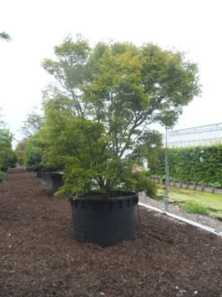 Japanse Esdoorn (Acer Palmatum) -Green Roots Exporteren Winkel acer palmatum 350 400 c1000