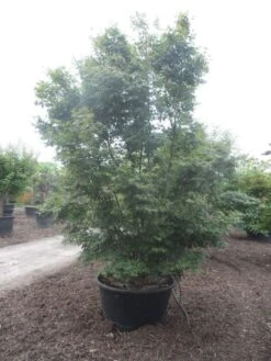 Japanse Esdoorn (Acer Palmatum) -Green Roots Exporteren Winkel acer palmatum 350 400 c500