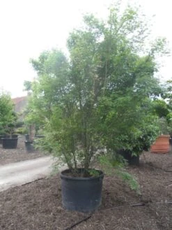 Japanse Esdoorn (Acer Palmatum) -Green Roots Exporteren Winkel acer palmatum 350 400 c500 2