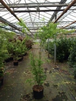 Japanse Esdoorn (Acer Palmatum 'Aoyagi') -Green Roots Exporteren Winkel acer palmatum aoyagi 175 200 1