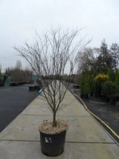 Japanse Esdoorn (Acer Palmatum 'Atropurpureum') -Green Roots Exporteren Winkel acer palmatum atropurpureum 200 250 c110