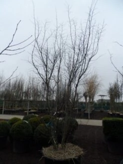 Japanse Esdoorn (Acer Palmatum 'Atropurpureum') -Green Roots Exporteren Winkel acer palmatum atropurpureum 300 350 c350