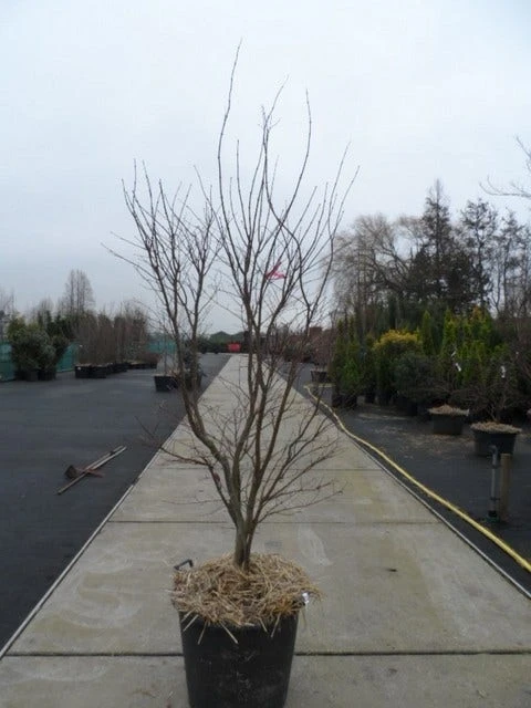 Japanse Esdoorn (Acer Palmatum 'Fireglow') 14 Japanse Esdoorn (Acer Palmatum 'Fireglow') - Afbeelding 14