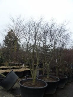 Japanse Esdoorn (Acer Palmatum 'Fireglow') 26 Japanse Esdoorn (Acer Palmatum 'Fireglow') -Green Roots Exporteren Winkel acer palmatum atropurpureum fireglow 250 300 c500