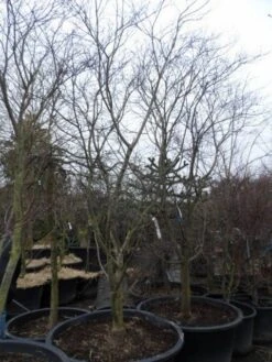 Japanse Esdoorn (Acer Palmatum 'Fireglow') 25 Japanse Esdoorn (Acer Palmatum 'Fireglow') -Green Roots Exporteren Winkel acer palmatum atropurpureum fireglow 250 300 c500 2