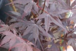 Japanse Esdoorn (Acer Palmatum 'Bloodgood') -Green Roots Exporteren Winkel acer palmatum bloodgood 2 1