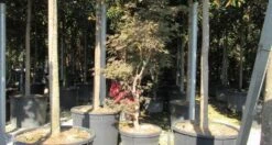 Japanse Esdoorn (Acer Palmatum 'Butterfly') -Green Roots Exporteren Winkel acer palmatum butterfly 100 125