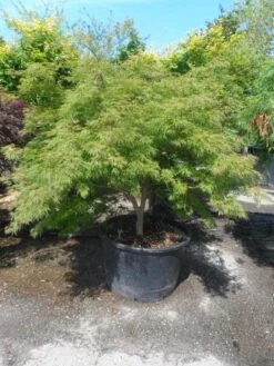 Japanse Esdoorn (Acer Palmatum 'Dissectum') 24 Japanse Esdoorn (Acer Palmatum 'Dissectum') -Green Roots Exporteren Winkel acer palmatum dissectum 125 150 175 c200 struikvorm extra