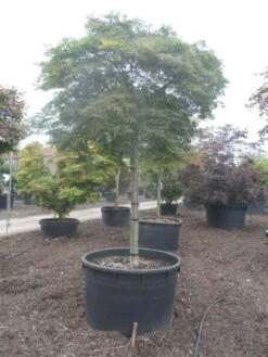 Japanse Esdoorn (Acer Palmatum 'Dissectum') 30 Japanse Esdoorn (Acer Palmatum 'Dissectum') -Green Roots Exporteren Winkel acer palmatum dissectum 25 30ho c750 2