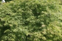 Japanse Esdoorn (Acer Palmatum 'Dissectum') 37 Japanse Esdoorn (Acer Palmatum 'Dissectum') -Green Roots Exporteren Winkel acer palmatum dissectum 2