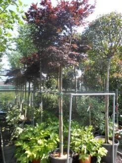 Japanse Esdoorn (Acer Palmatum 'Fireglow') 22 Japanse Esdoorn (Acer Palmatum 'Fireglow') -Green Roots Exporteren Winkel acer palmatum fireglow 12 14ho cont