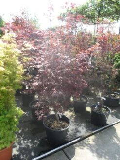 Japanse Esdoorn (Acer Palmatum 'Fireglow') 23 Japanse Esdoorn (Acer Palmatum 'Fireglow') -Green Roots Exporteren Winkel acer palmatum fireglow 150 175 c50