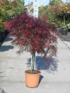 Japanse Esdoorn (Acer Palmatum 'Garnet') -Green Roots Exporteren Winkel acer palmatum garnet halfstam c25 1