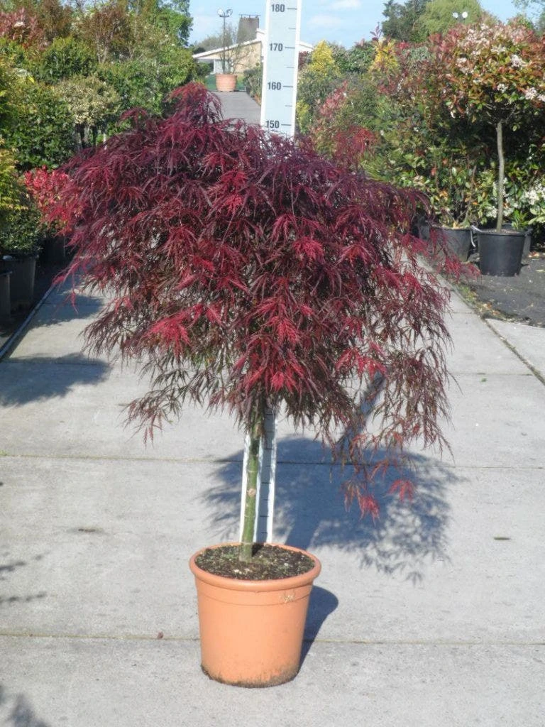 Japanse Esdoorn (Acer Palmatum 'Garnet') 5 Japanse Esdoorn (Acer Palmatum 'Garnet') - Afbeelding 5