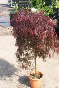 Japanse Esdoorn Als Boom (Acer Palmatum 'Inabe-shidare') 7 Japanse Esdoorn Als Boom (Acer Palmatum 'Inabe-shidare') -Green Roots Exporteren Winkel acer palmatum inaba shidare 3