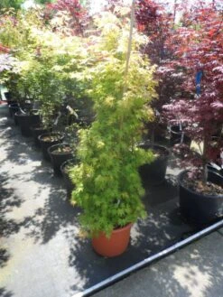 Japanse Esdoorn (Acer Palmatum 'Orange Dream') -Green Roots Exporteren Winkel acer palmatum orange dream 125 150 c25