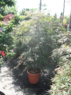 Japanse Esdoorn (Acer Palmatum 'Ornatum') 18 Japanse Esdoorn (Acer Palmatum 'Ornatum') -Green Roots Exporteren Winkel acer palmatum ornatum 125 150 c25