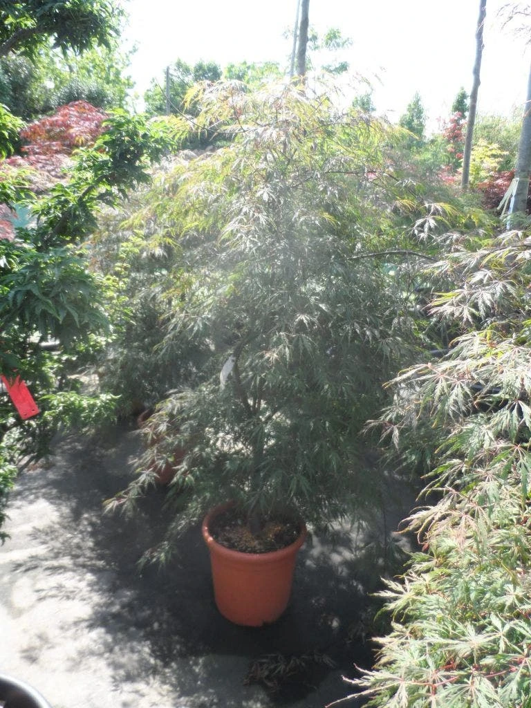 Japanse Esdoorn (Acer Palmatum 'Ornatum') 9 Japanse Esdoorn (Acer Palmatum 'Ornatum') - Afbeelding 9