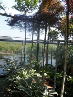 Japanse Esdoorn (Acer Palmatum 'Ornatum') 19 Japanse Esdoorn (Acer Palmatum 'Ornatum') -Green Roots Exporteren Winkel acer palmatum ornatum 180 200stam 10 12