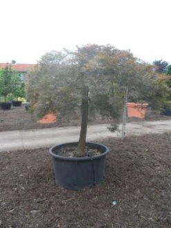 Japanse Esdoorn (Acer Palmatum 'Ornatum') 16 Japanse Esdoorn (Acer Palmatum 'Ornatum') -Green Roots Exporteren Winkel acer palmatum ornatum halfstam c500 solitair extra
