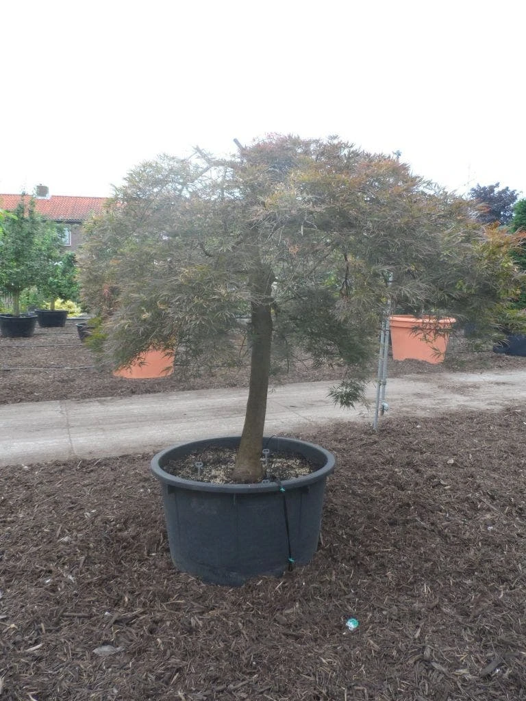 Japanse Esdoorn (Acer Palmatum 'Ornatum') 7 Japanse Esdoorn (Acer Palmatum 'Ornatum') - Afbeelding 7