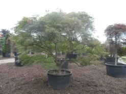 Japanse Esdoorn (Acer Palmatum 'Ornatum') 17 Japanse Esdoorn (Acer Palmatum 'Ornatum') -Green Roots Exporteren Winkel acer palmatum ornatum solitair extra