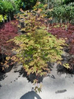 Japanse Esdoorn (Acer Palmatum 'Osakazuki') -Green Roots Exporteren Winkel acer palmatum osakazuki 100 125 c25