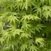 Japanse Esdoorn (Acer Palmatum 'Ryusen')