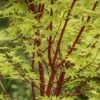 Japanse Esdoorn (Acer Palmatum 'Sangokaku')