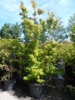 Japanse Esdoorn (Acer Palmatum 'Sangokaku') -Green Roots Exporteren Winkel acer palmatum sangokaku 250 300 c240 2