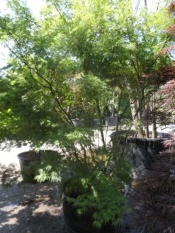 Japanse Esdoorn (Acer Palmatum 'Seiryu') -Green Roots Exporteren Winkel acer palmatum seiryu 225 250 c160