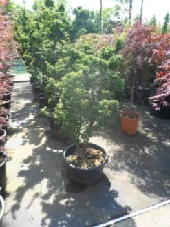 Japanse Esdoorn (Acer Palmatum 'Shishigashira') -Green Roots Exporteren Winkel acer palmatum shishigashira 125 150 c35 1