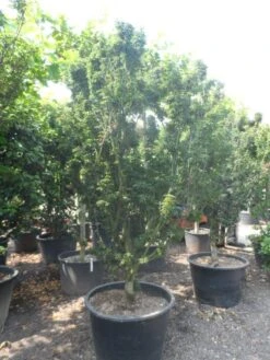 Japanse Esdoorn (Acer Palmatum 'Shishigashira') -Green Roots Exporteren Winkel acer palmatum shishigashira solitair c285